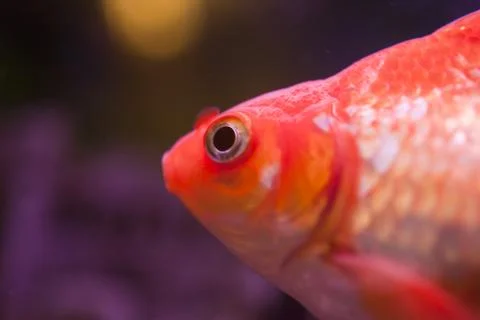 Fish in an aquarium Foto stock
