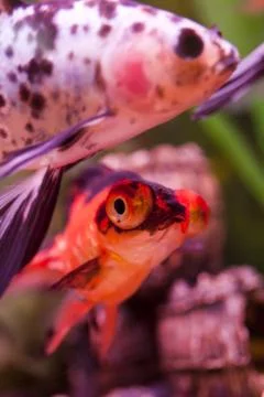 Fish in an aquarium Stock Photos