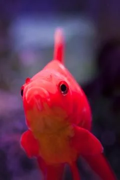 Fish in an aquarium Stock Photos