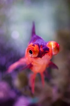Fish in an aquarium Stock Photos