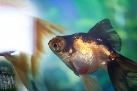 Fish in an aquarium Stock Photos