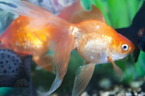 Fish in an aquarium Stock Photos