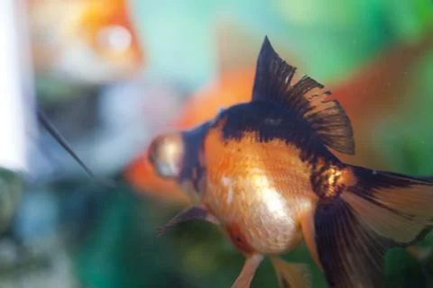 Fish in an aquarium Stock Photos