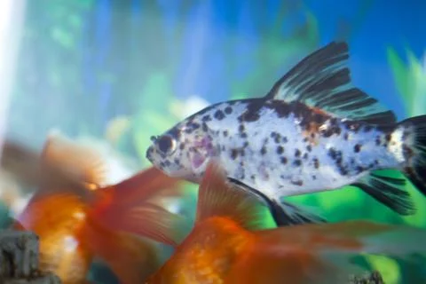 Fish in an aquarium Stock Photos