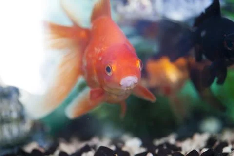 Fish in an aquarium Stock Photos