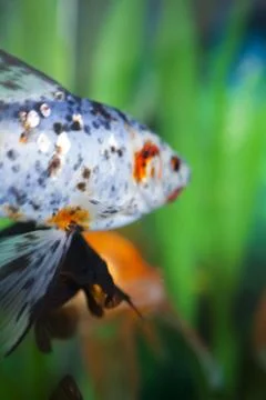 Fish in an aquarium Stock Photos