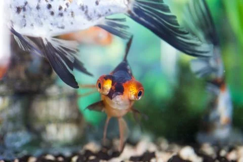 Fish in an aquarium Stock Photos