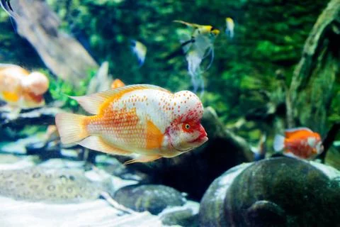 Fish in aquarium Foto stock