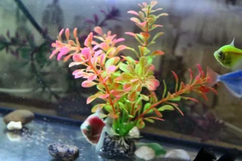 Fish in the aquarium Foto stock