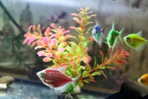 Fish in the aquarium Stock Photos