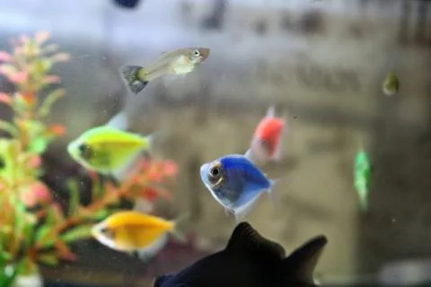 Fish in the aquarium Stock Photos