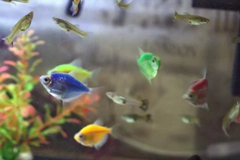 Fish in the aquarium Stock Photos