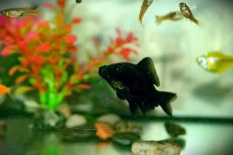 Fish in the aquarium Stock Photos