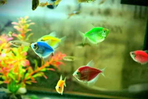 Fish in the aquarium Foto stock