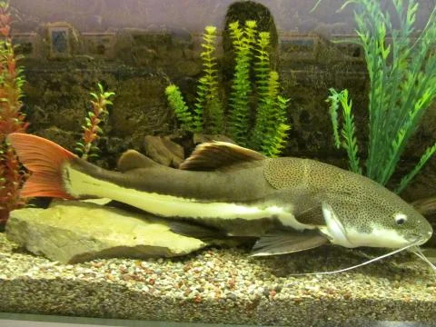 Fish in aquarium Stock Photos