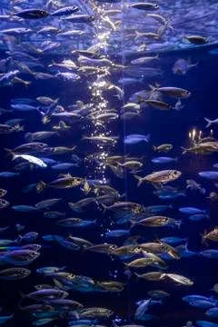 Fish in the aquarium Stock Photos