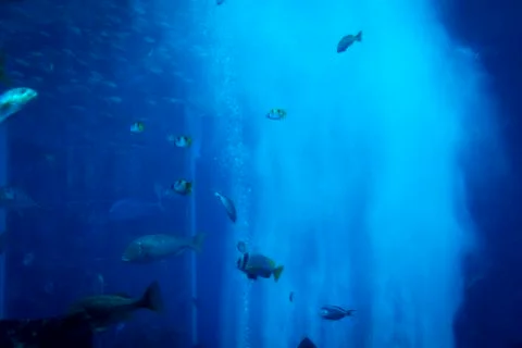 Fish in the aquarium Stock Photos