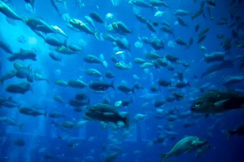 Fish in the aquarium Foto stock
