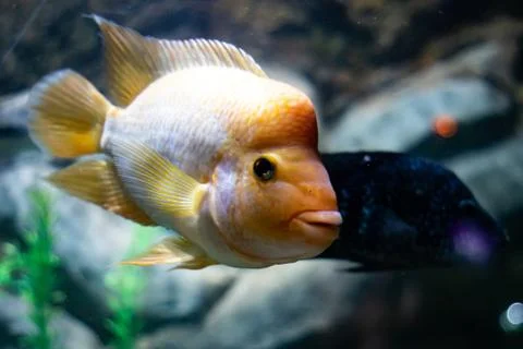 Fish on aquarium Stock Photos