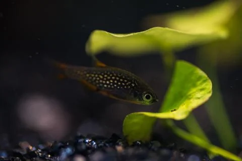 Fish in the aquarium Stock Photos