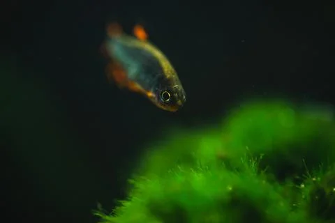 Fish in the aquarium Stock Photos