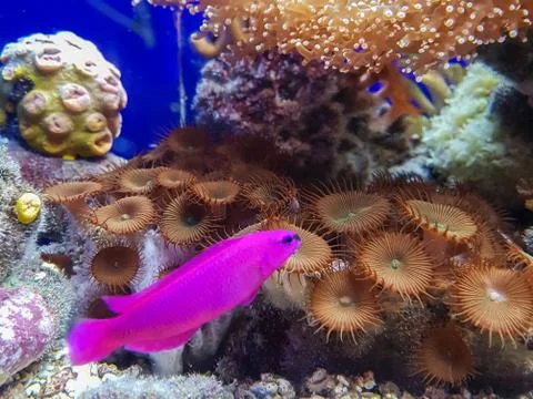 Fish in aquarium Stock Photos