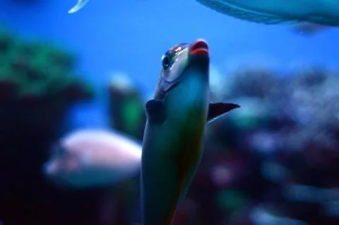 Fish in aquarium Stock-Fotos