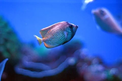Fish in aquarium Stock-Fotos