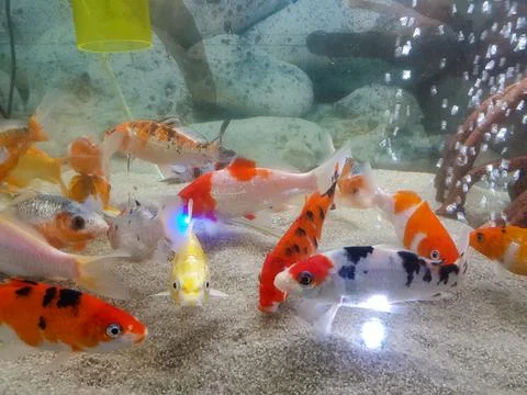Fish in the aquarium Stock Photos