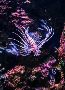 Fish in aquarium Stock Photos