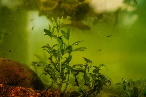 Fish in aquarium Stock Photos