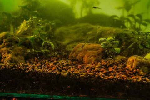 Fish in aquarium Stock Photos