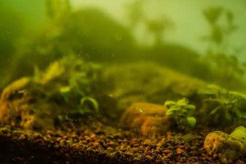Fish in aquarium Stock Photos