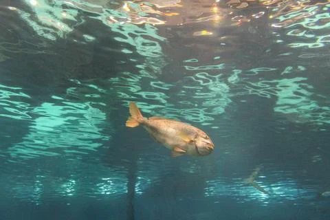Fish in aquarium Stock Photos