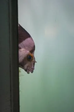 A fish in an aquarium Stock Photos