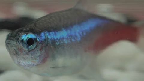 Fish in the aquarium. Shot Close-up. Stock Footage 149282507