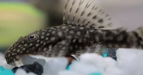 Fish in the aquarium. Shot Close-up.  Stock Footage 149282605