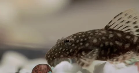Fish in the aquarium. Shot Close-up. Stock Footage 149282745
