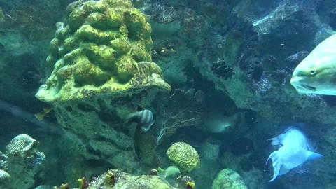 Fish in an aquarium tank Stock Footage 144461296