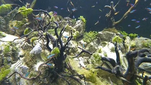 Fish in aquarium underwater view Stock Footage