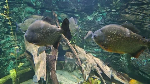 Fish in the Aquarium Video Video stock 253714676