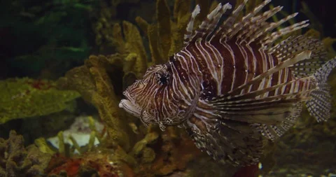 Fish in an aquarium view 库存影片 115147985