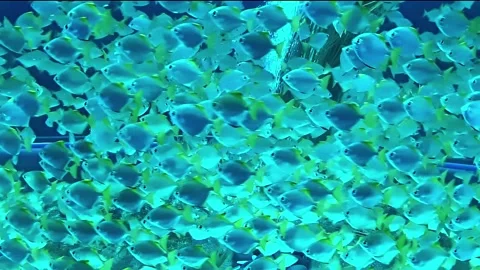 Fish in aquarium water Stock-Footage 205224788