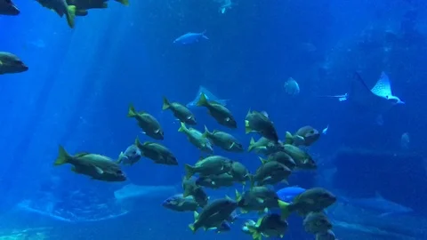 Fish in the aquarium of the zoo of Wroclaw Stock Footage
