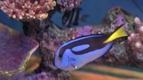 The fish are displayed in the museum for those who study blue tang,Aquarium Fish Stock Footage 243024299