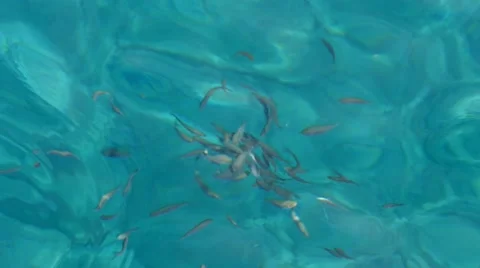 Fish are Eating in group Stock Footage 54897788