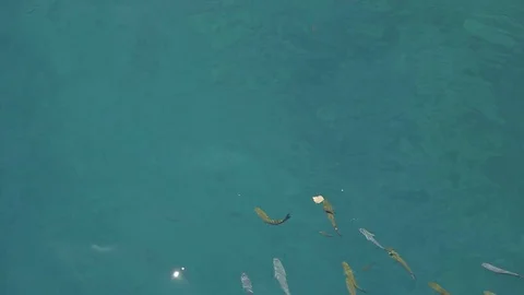 Fish are fed from the boat Stock-Footage 76987592