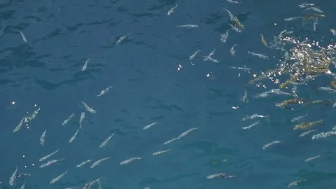 Fish are fed from the boat Stock-Footage 76987609