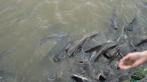 The fish are fed by river feeding. Stock Footage 146977012