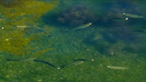 Fish are feeding on the surface of the sea Stock Footage